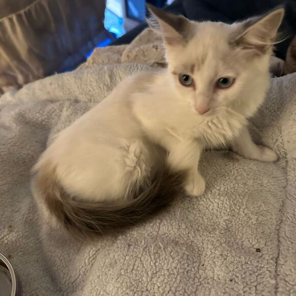 Purchases go towardsmyfoster kittens and cats as well as to catch up onmy house - Picture 6 of 10